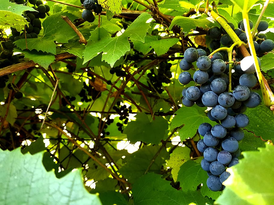 grapes, fruit, nature, wine, growth, food and drink, plant HD wallpaper
