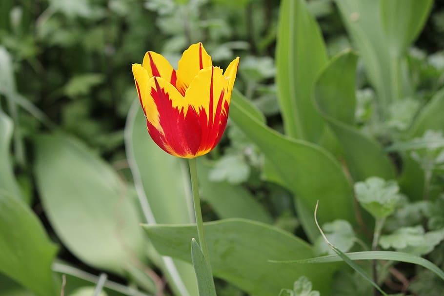 flowers, tulip, spring, nature, plant, springtime, petal, flower Head HD wallpaper