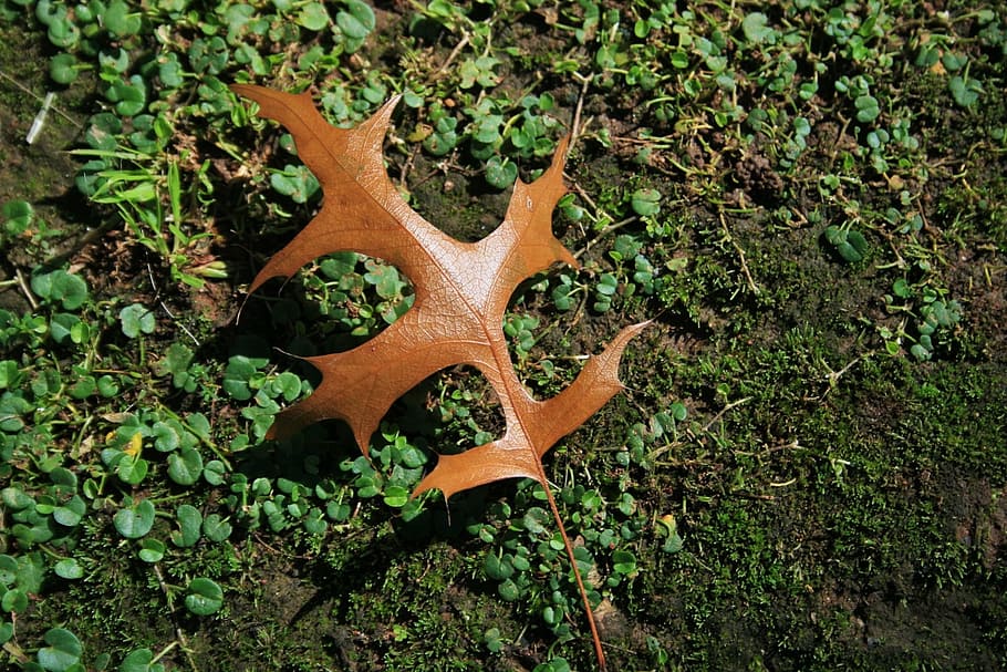 Leaf, Oak, Brown, Ground, Nature, autumn, environment, fall HD wallpaper