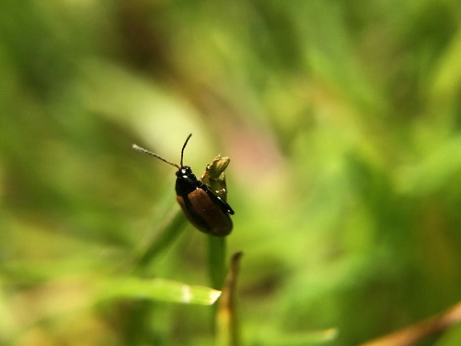 Bug, Grass, Garden, Nature, Wildlife, natural, green, farm HD wallpaper
