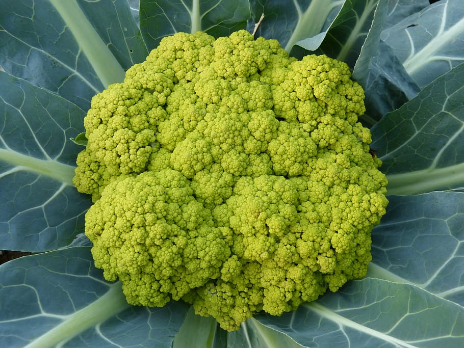 broquil, vegetable, green, leaf, vegetables, food, cauliflower HD wallpaper