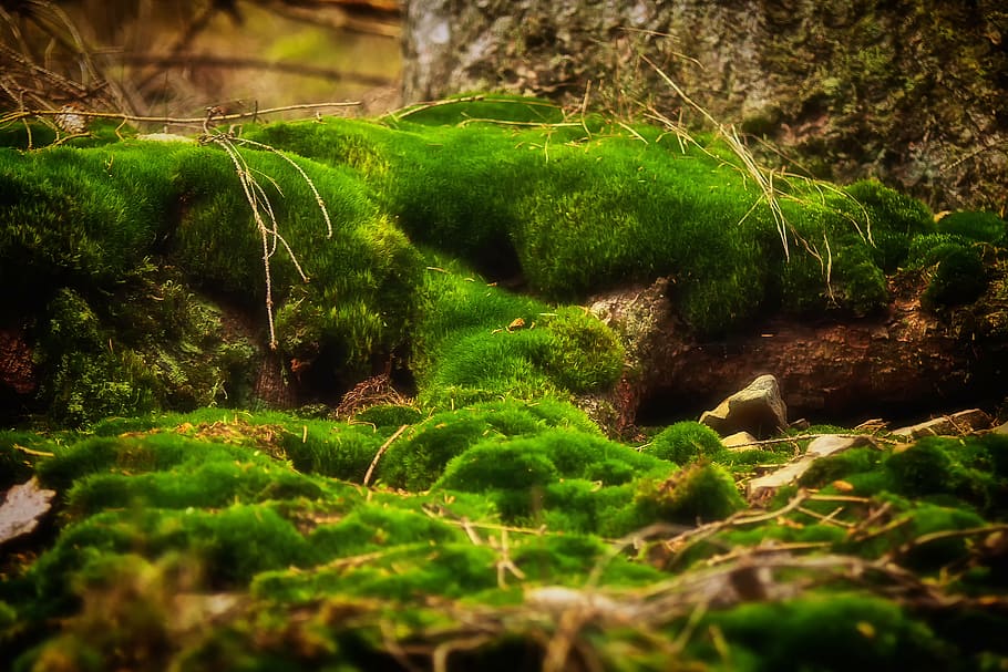 green grass field, moss, forest, nature, moss fliegenpilz, bemoost HD wallpaper