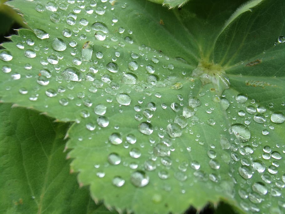 leaf, water, colour, drop, wet, plant part, close-up, growth HD wallpaper