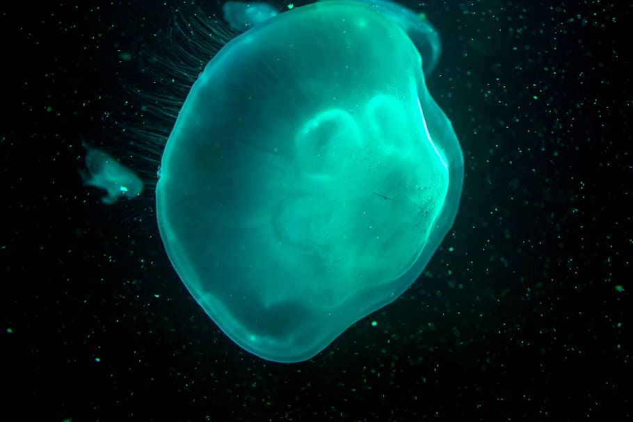 jellyfish, dark, turquoise, water, animals in the wild, animal themes HD wallpaper