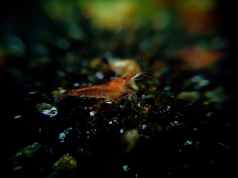 red fire, shrimp, creature, water creature, one animal, animal wildlife HD wallpaper