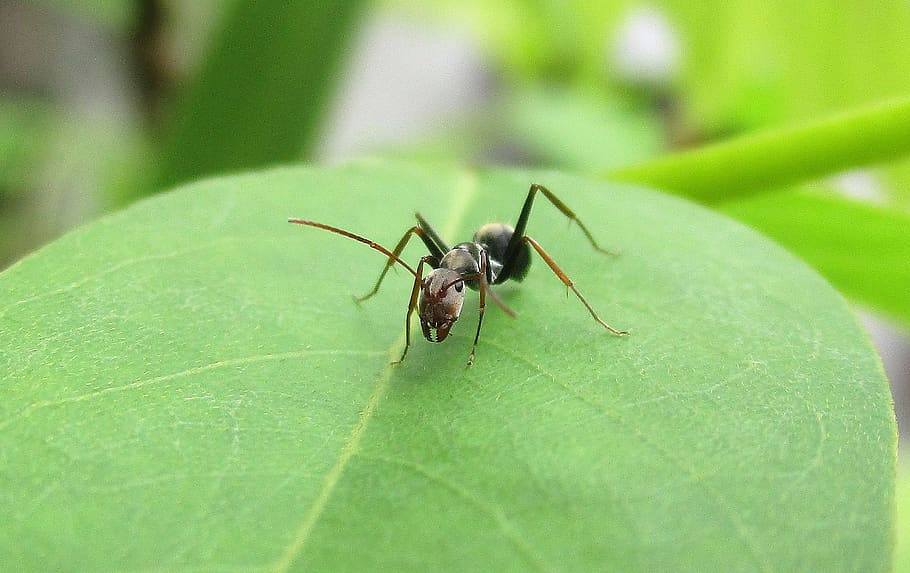 ant, macro, closeup, nature, insect, invertebrate, animal wildlife HD wallpaper