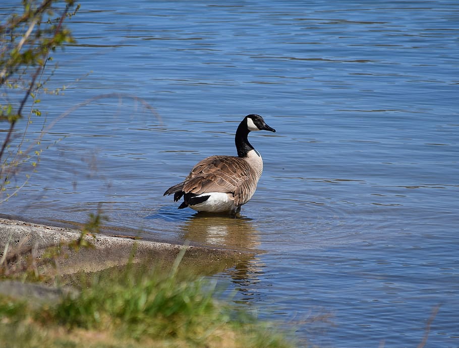 canada goose, aquatic, bird, animal, nature, water, lake, black