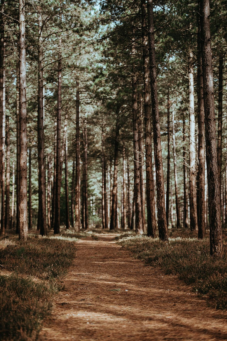 photo of pathway surrounded by trees, dirtroad between tree at daytime HD wallpaper