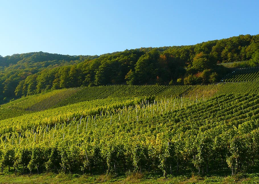 green plantation field near trees, vineyard, vines, grapes, winegrowing
