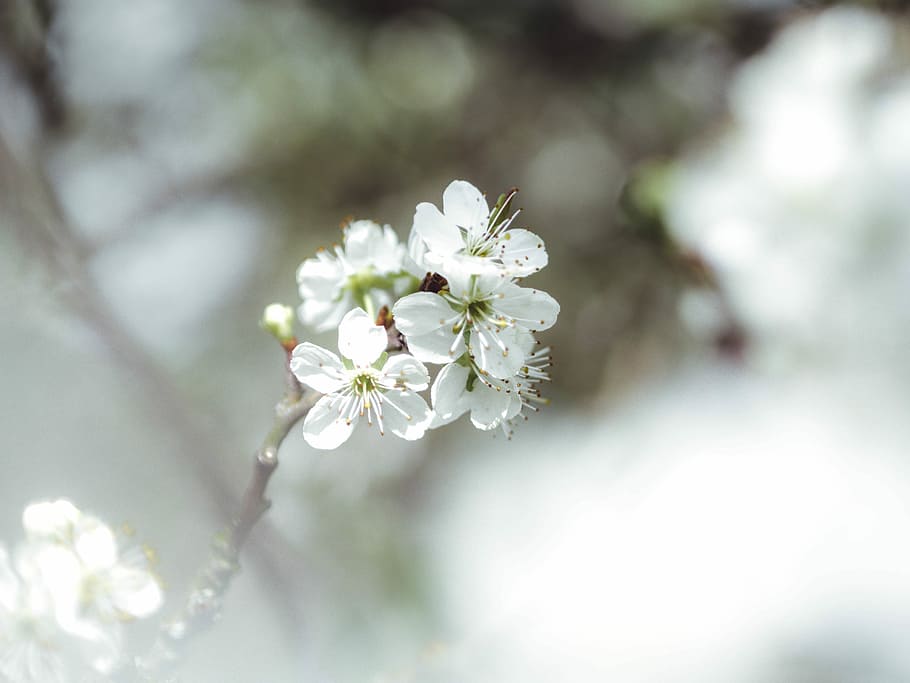 white cherry blossom flower close up photography, selective focus photography of white petaled flower