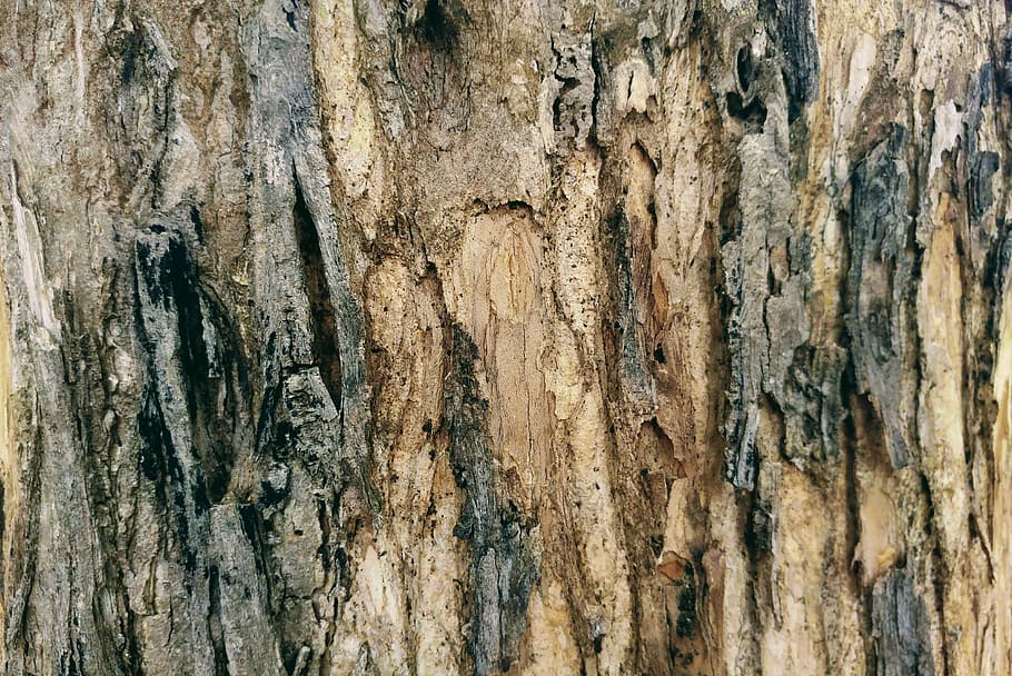 bark, timber, lumber, parched, textures, dry, wood, nature HD wallpaper