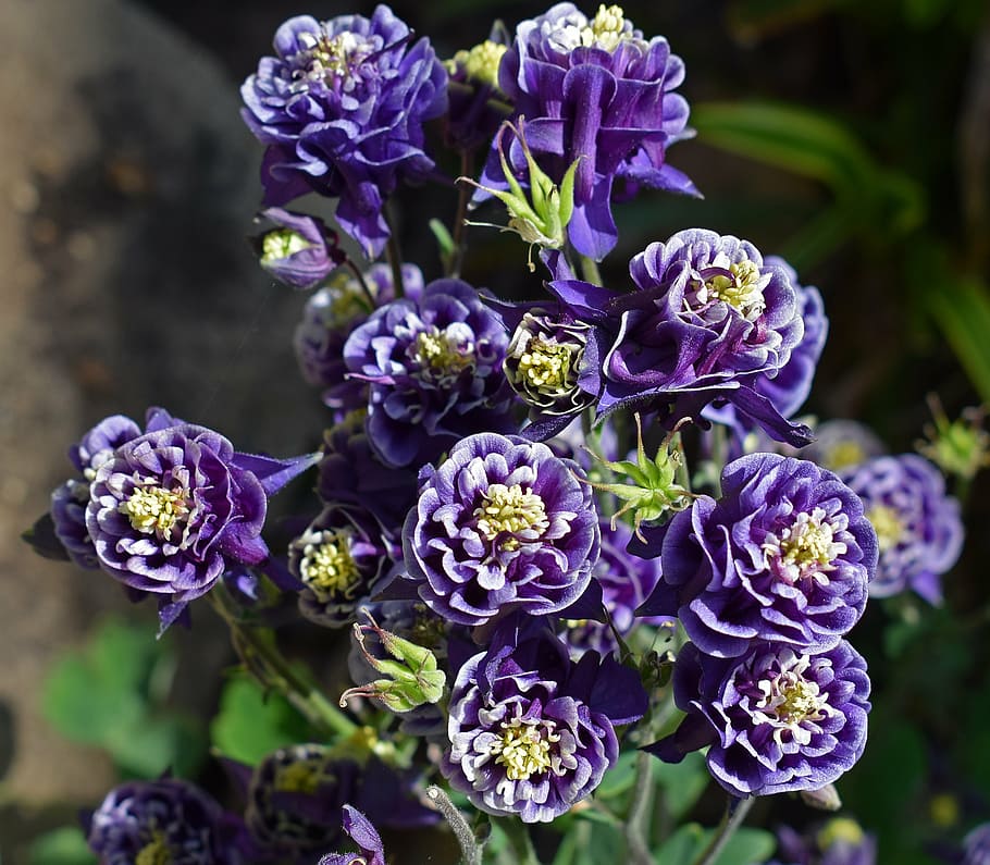 columbine, full bloom, double, flower, blossom, plant, garden HD wallpaper