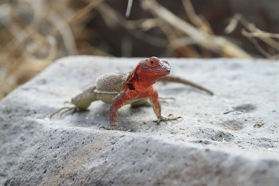 christmas tree lizard, galapagos, animal, nature, wildlife HD wallpaper