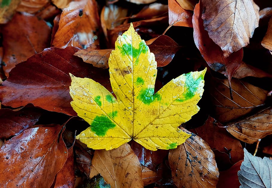 maple leaf, maple leaves, fall foliage, fall leaves, nature HD wallpaper