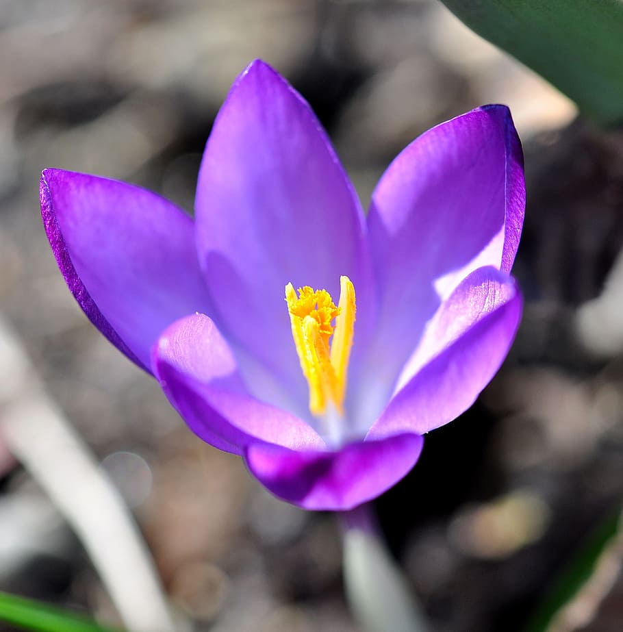 Crocus, Flower, Blossom, Bloom, Plant, spring flower, purple HD wallpaper