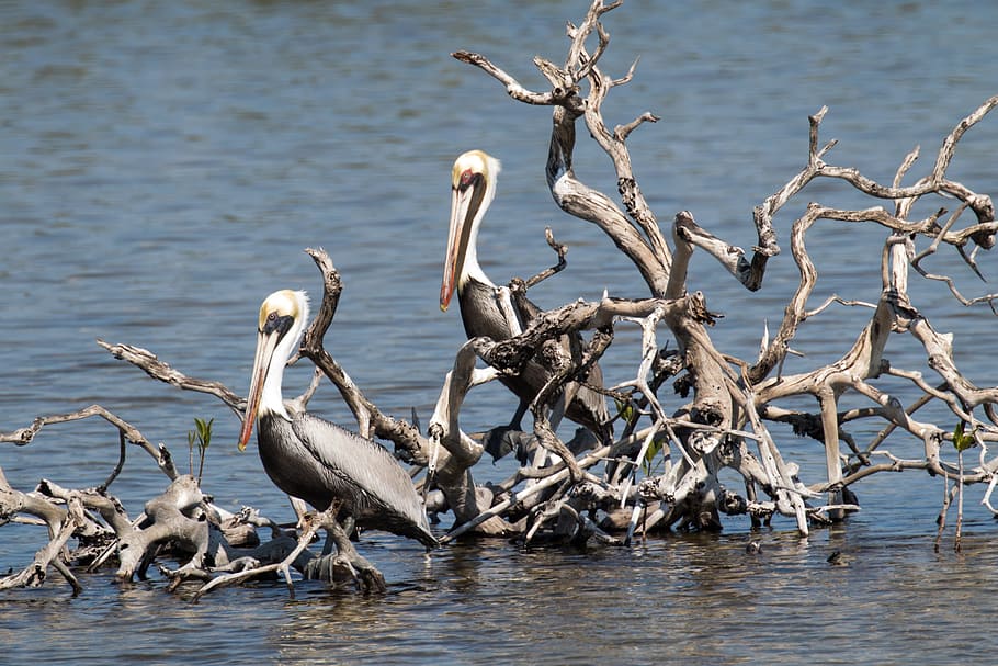 two gray pelicans perching on tree branches, cuba, cayo coco