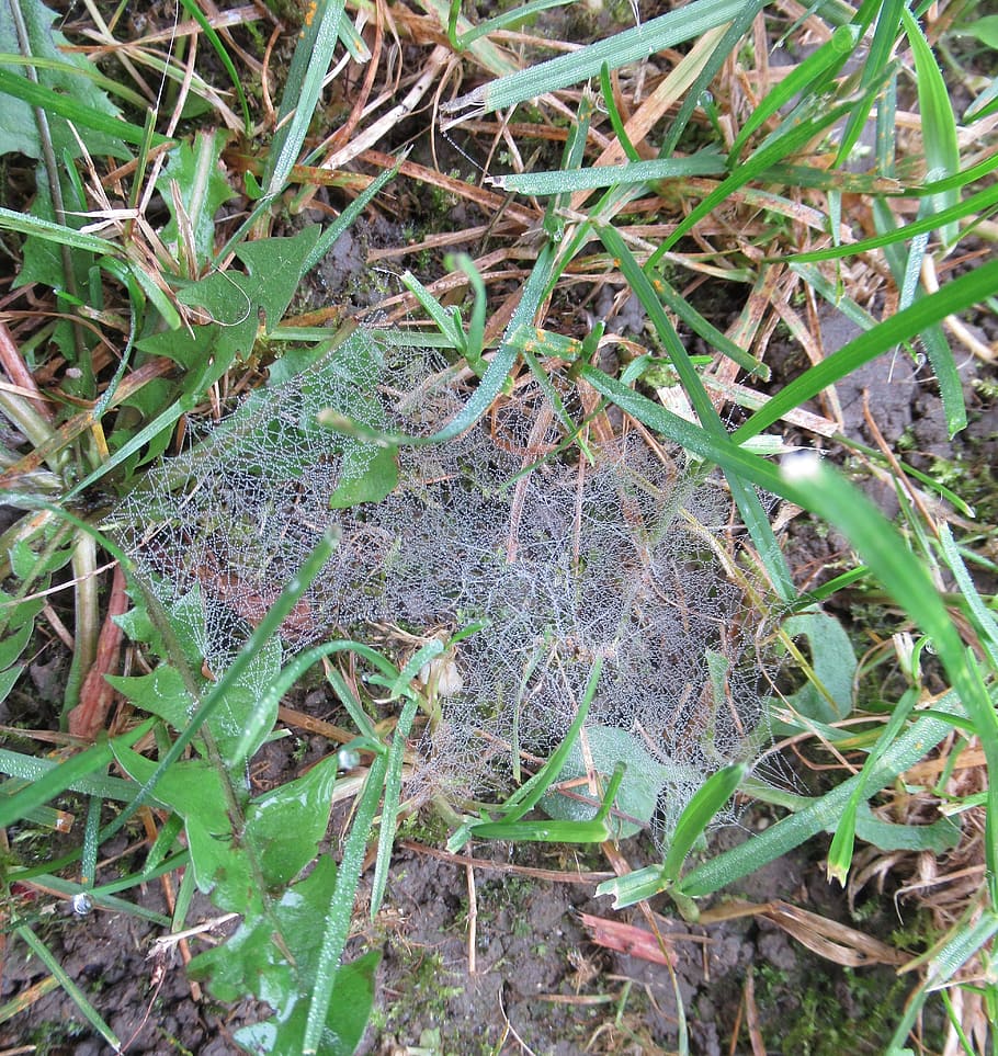 autumn, dew, web, plant, land, growth, field, leaf, plant part HD wallpaper