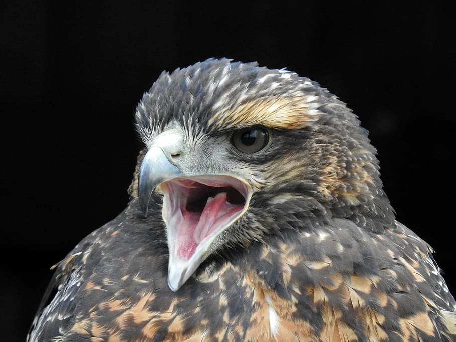 harris hawk, cry, bill, raptor, bird portrait, close, black background HD wallpaper