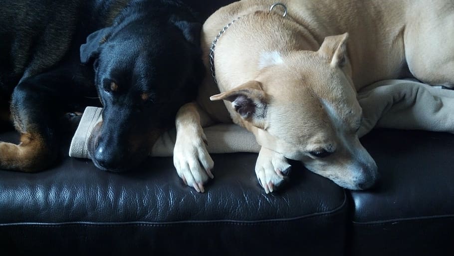 two black and brown American pit bull terriers, dogs, sleeping HD wallpaper