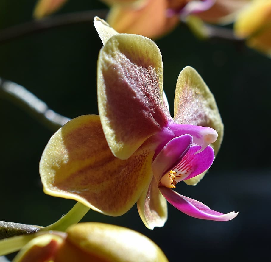 hybrid phalaenopsis, anther cap and column, orchid, yellow, HD wallpaper