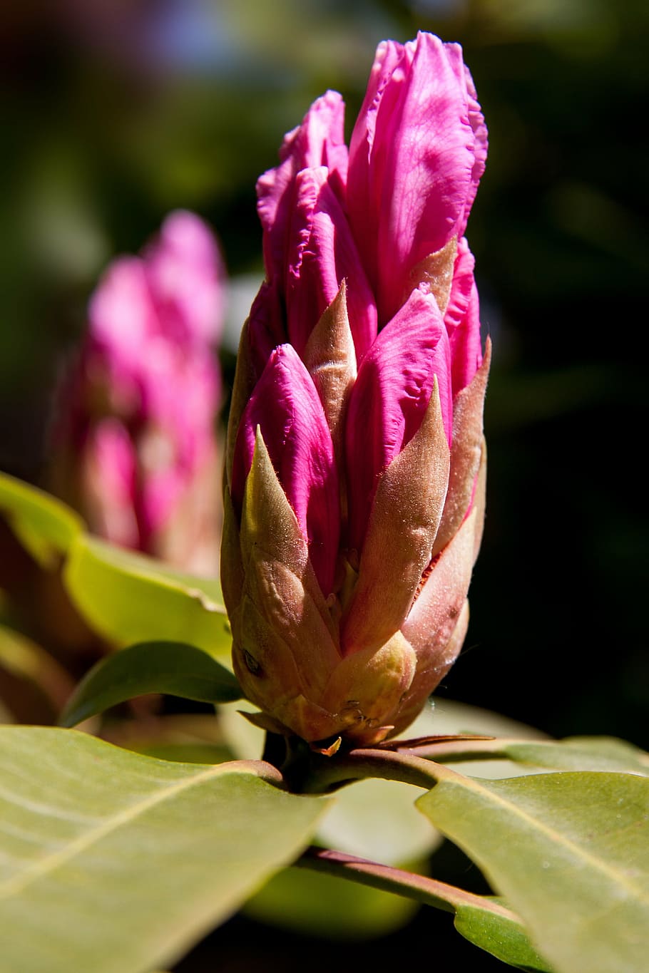 rhododendron, ericaceae, bud, blaze, pink, green, flower, flowering plant HD wallpaper