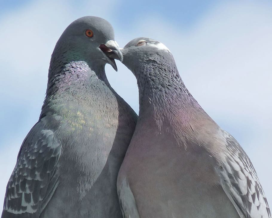 two Pigeon kissing, pigeons, lovebirds, nature, whisper sweet nothings, HD wallpaper