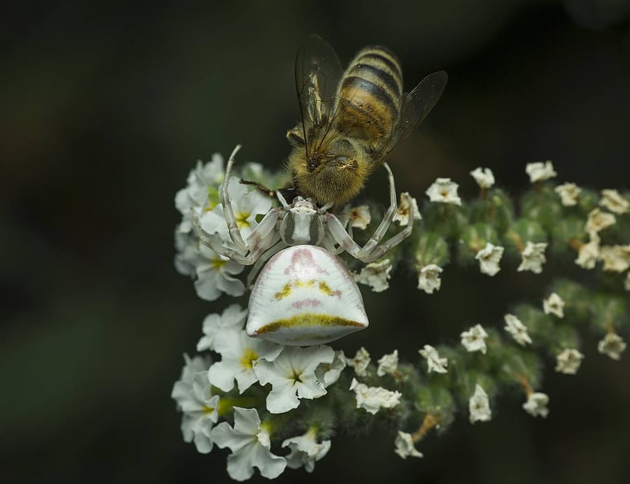 nature, insect, bee, pollination, flower, spider, macro, plant HD wallpaper