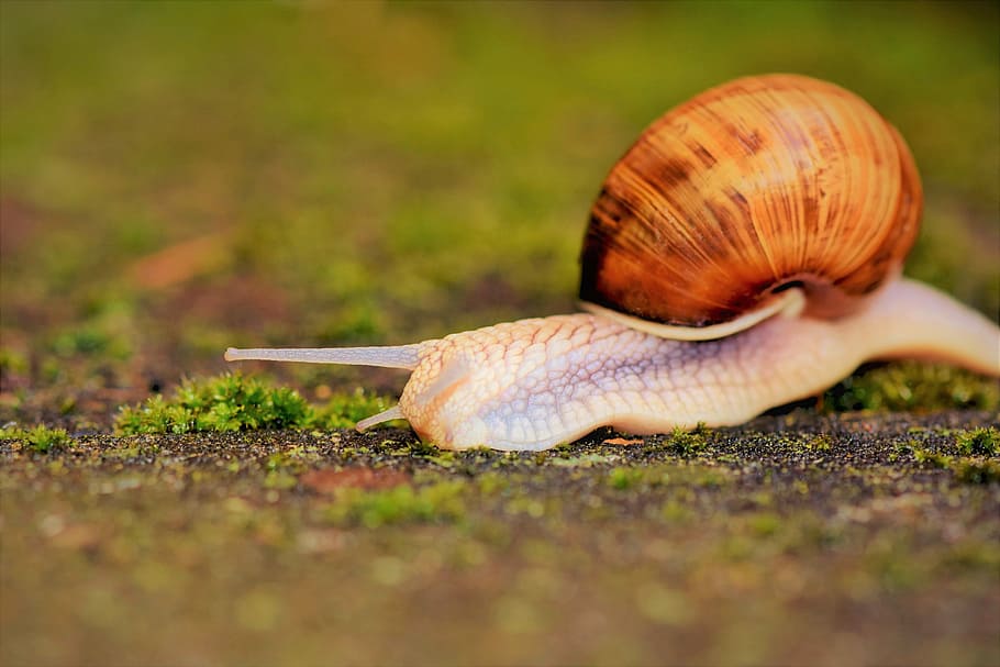 selective focus photography of snail on ground, shell, mollusk HD wallpaper