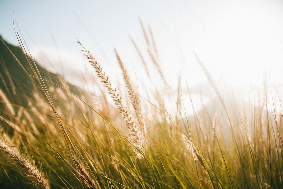 shallow focus photography of grains, photo of brown and green grass, HD wallpaper