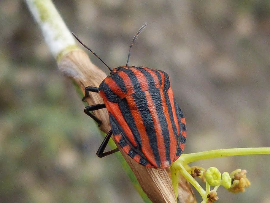 Beetle, Striped, Small, Insect, Orange, nature, animal, wildlife HD wallpaper