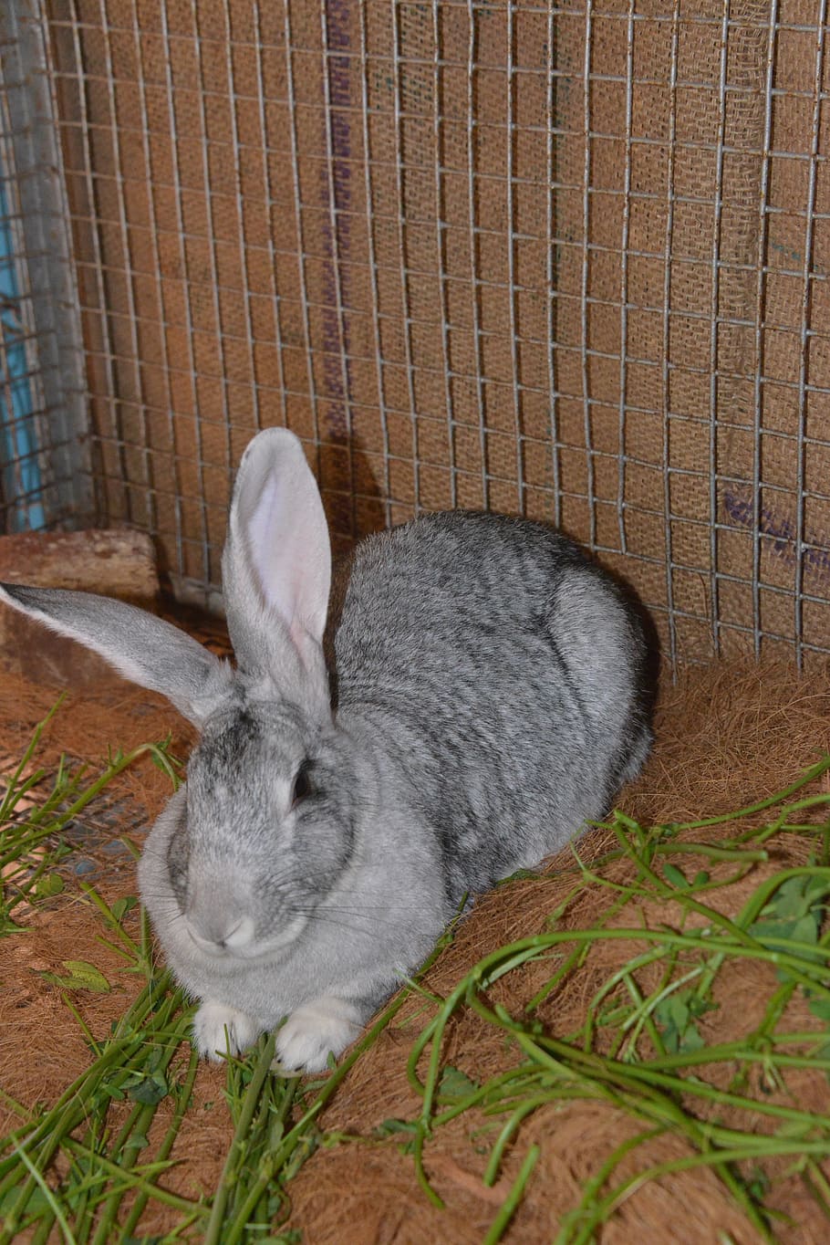 rabbit, hare, animal, grey, pet, furry, rabbit - Animal, pets HD wallpaper