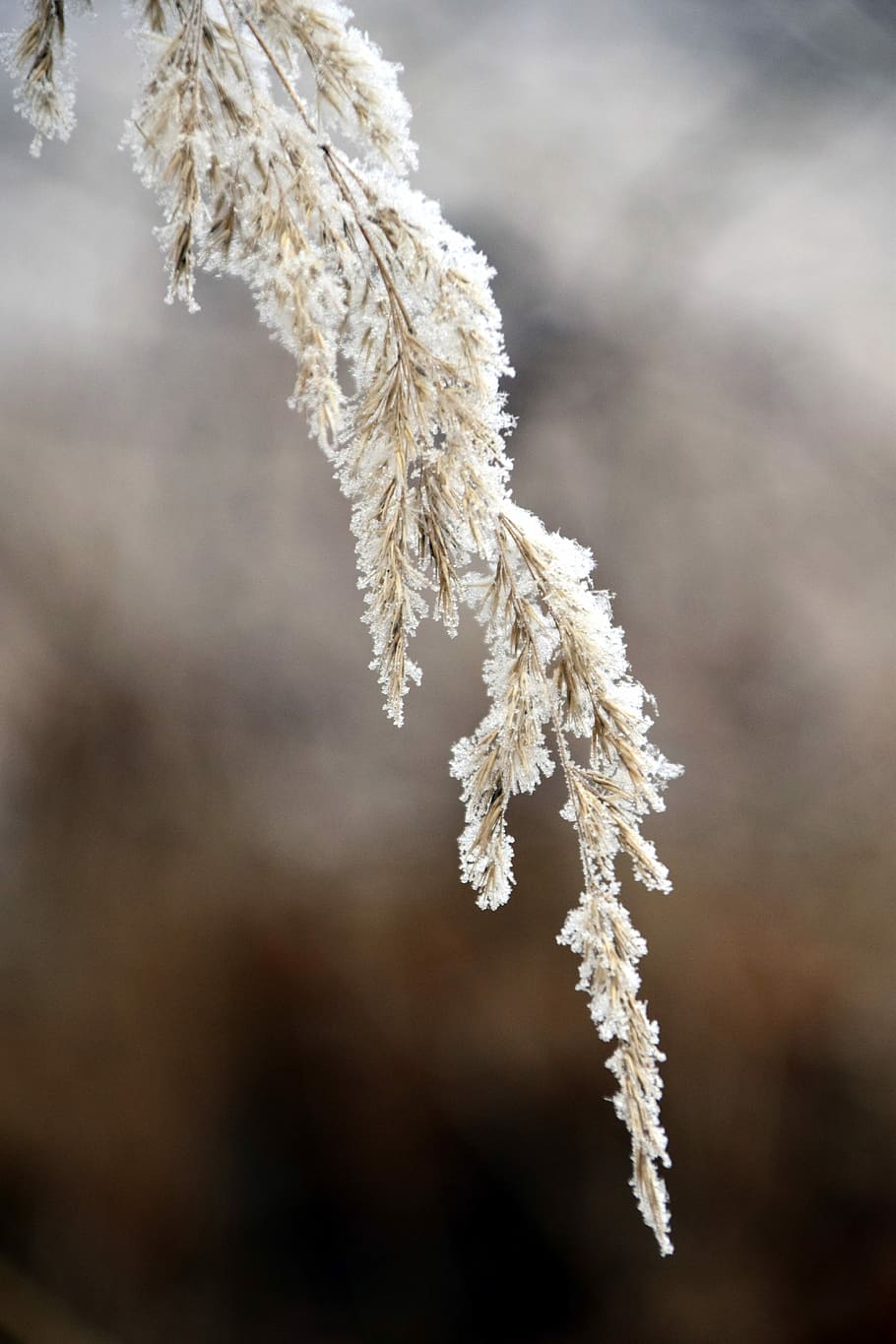 Winter, Grass, Snow, Cold, Frost, Ice, frozen, wintry, hoarfrost HD wallpaper
