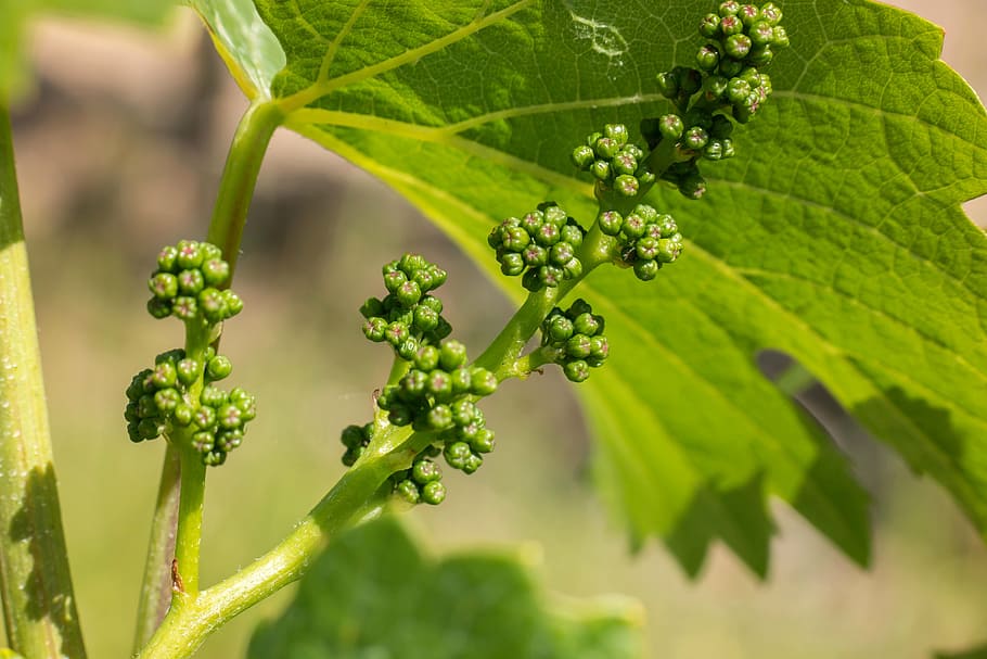 Grapes, Vine, Vineyard, young, winegrowing, vines, green, rebstock HD wallpaper