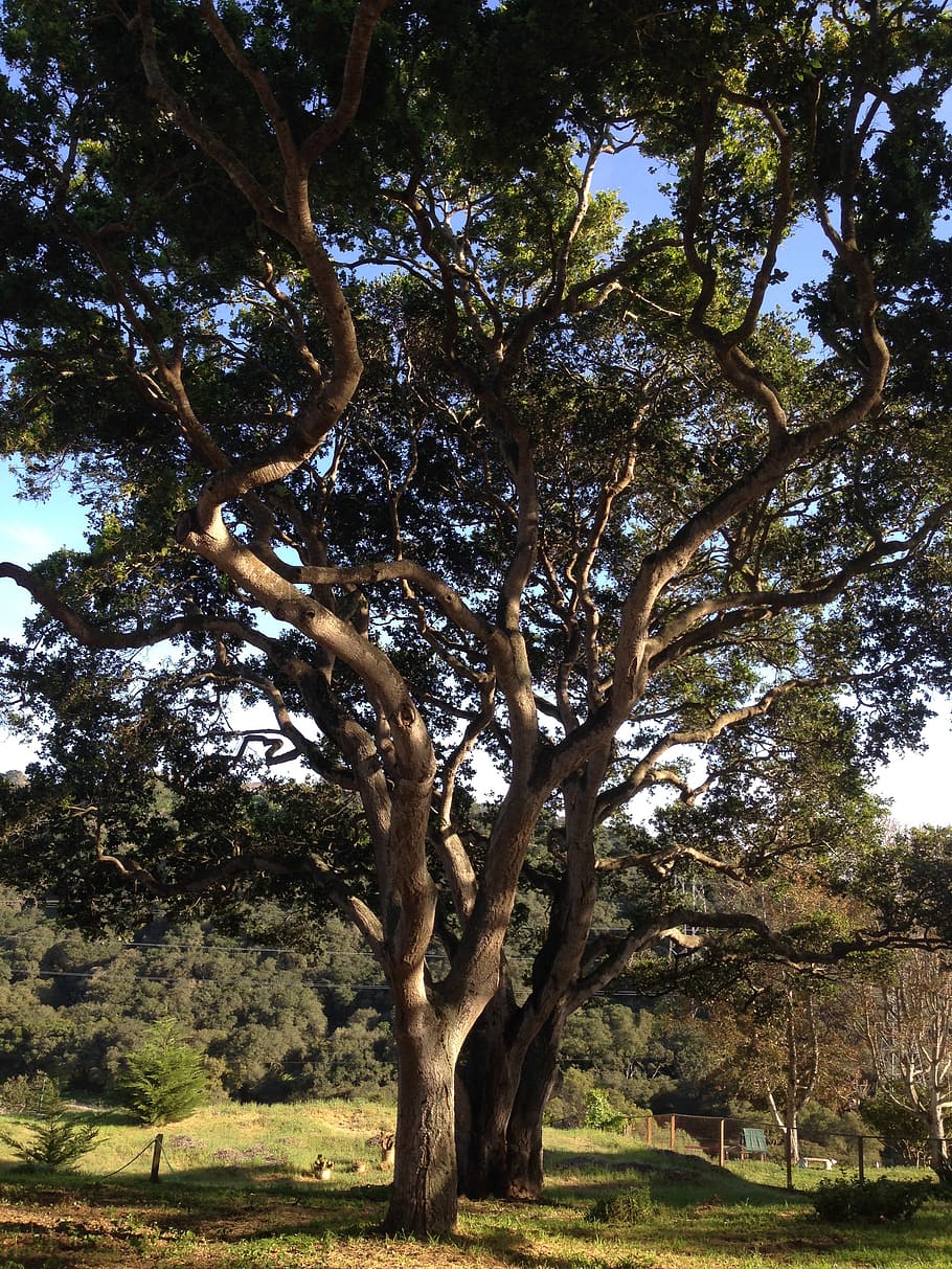 oak tree, nature, landscape, grass, spring, plant, tree trunk HD wallpaper