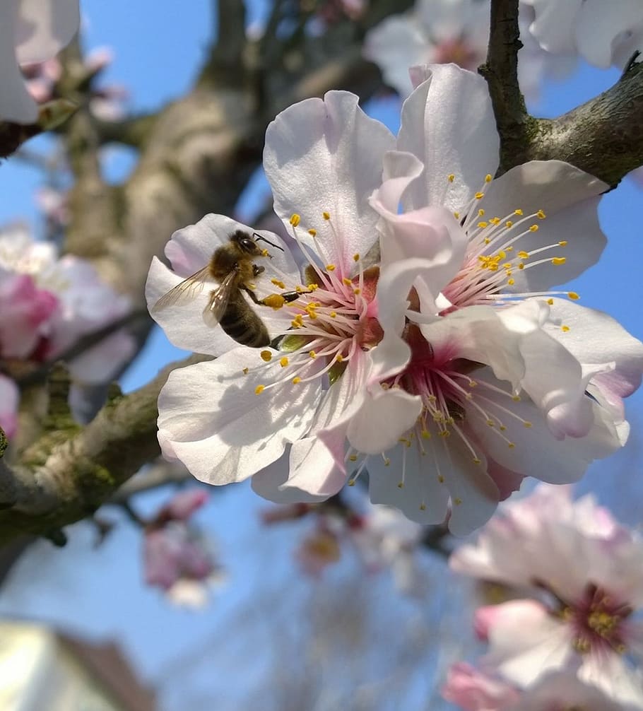 cherry blossom, bee, flowers, spring, flowering plant, freshness HD wallpaper