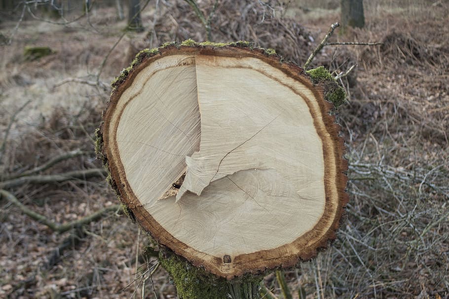 log, bark, sawed off, forest, like, annual rings, tree, deforestation HD wallpaper