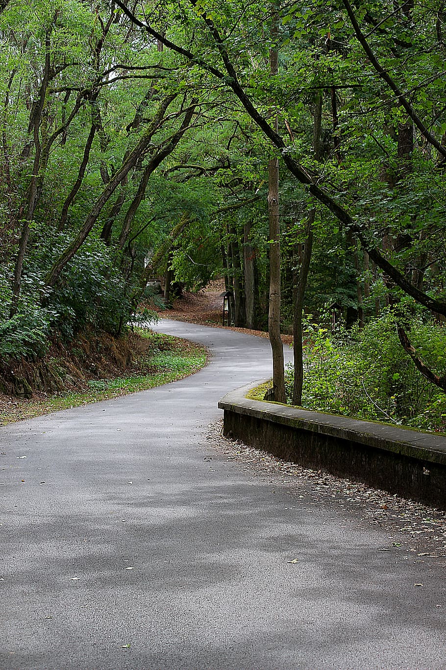 away, forest, hiking, green, trail, forest path, promenade HD wallpaper