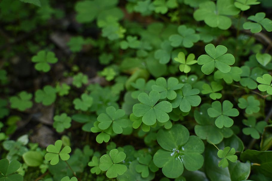 clover, plant, environment, green color, growth, plant part HD wallpaper