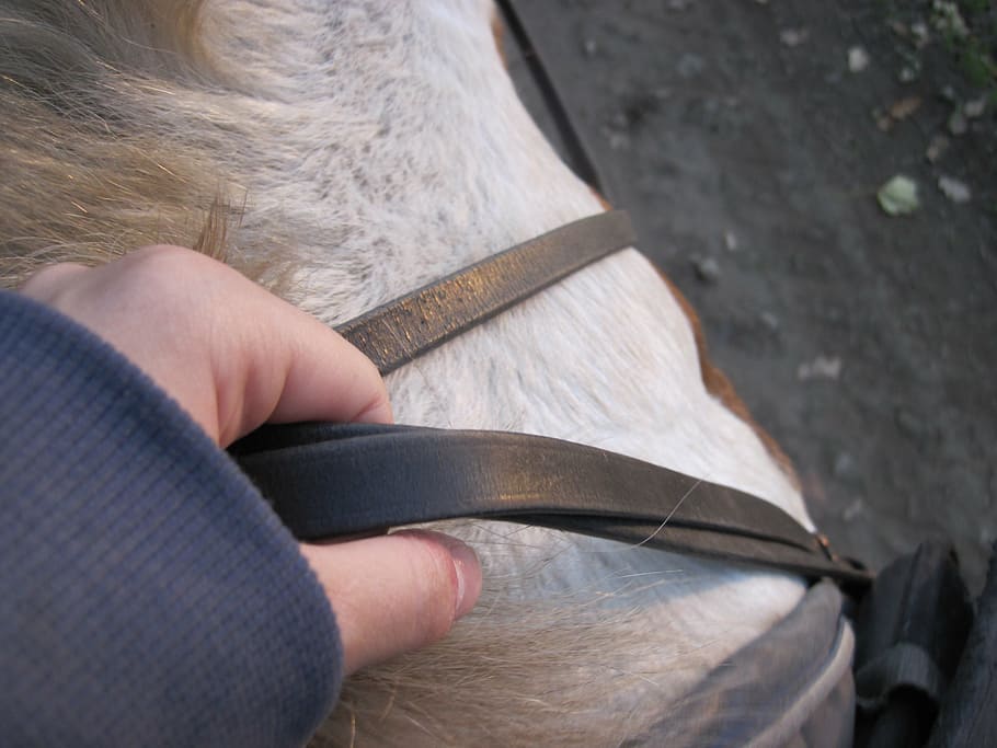 reins, hand, horse, ride, reiter, pony, white, one person, holding HD wallpaper