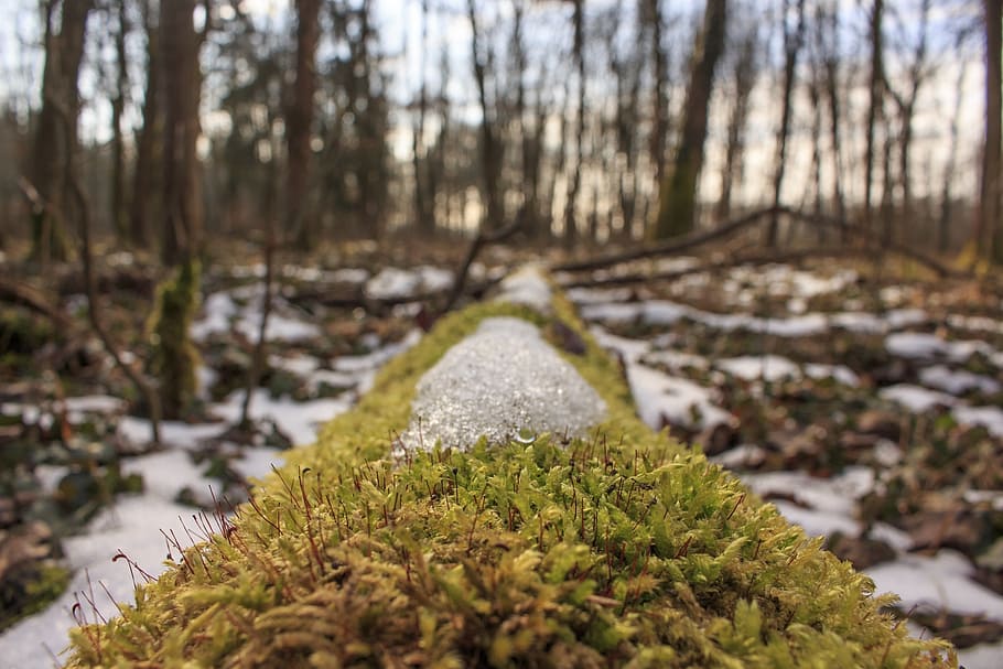 tree, trunk, moss, green, wet, winter, snow, season, cold, closeup HD wallpaper