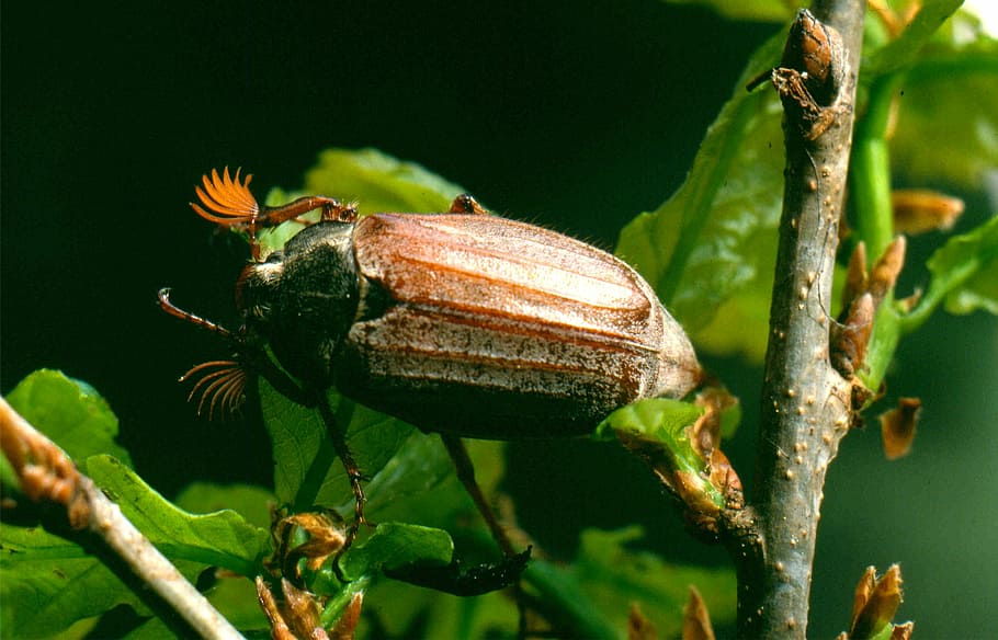 Maikäfer, Beetle, Insect, one animal, animals in the wild HD wallpaper