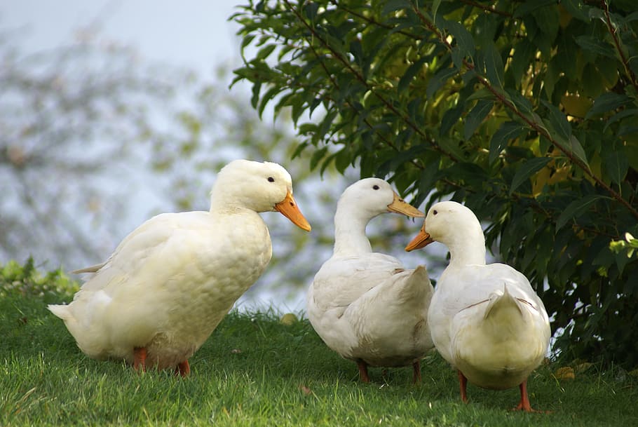 three white ducks beside green leafed plant, animals, bird HD wallpaper