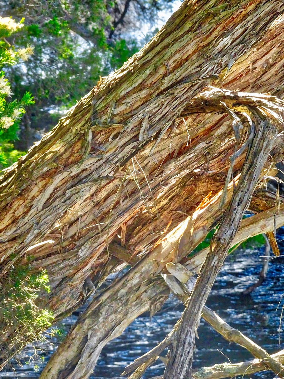 bark, tree, trunk, nature, texture, surface, wood, day, no people HD wallpaper