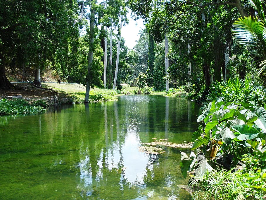 river, idyll, landscape, tree, idyllic, nature, forest, water HD wallpaper