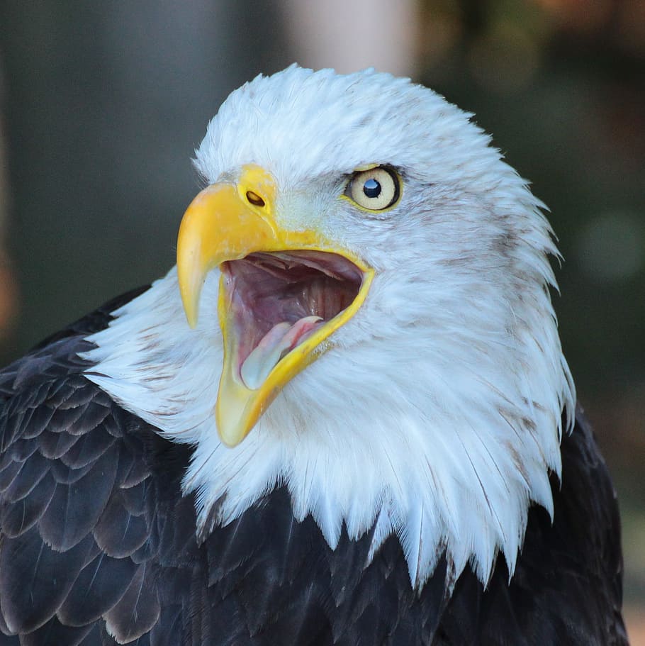 American bald eagle, bird, closeup, beak, wild, nature, predator HD wallpaper
