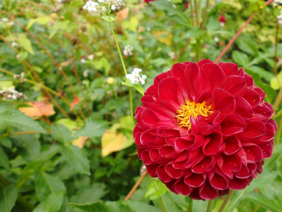 flower, red, blossom, bloom, garden, nature, plant, summer HD wallpaper