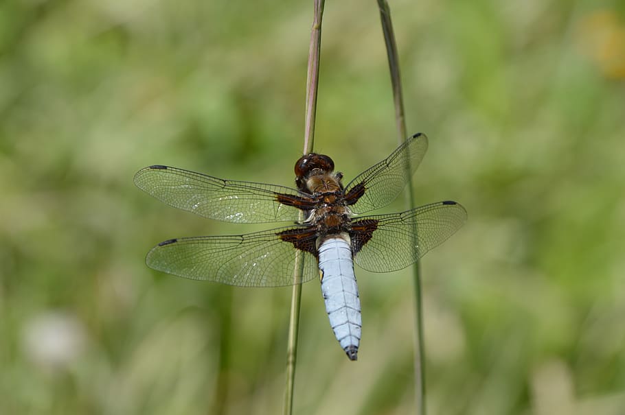 blue, dragonfly, insect, bug, green, wings, macro, wildlife HD wallpaper