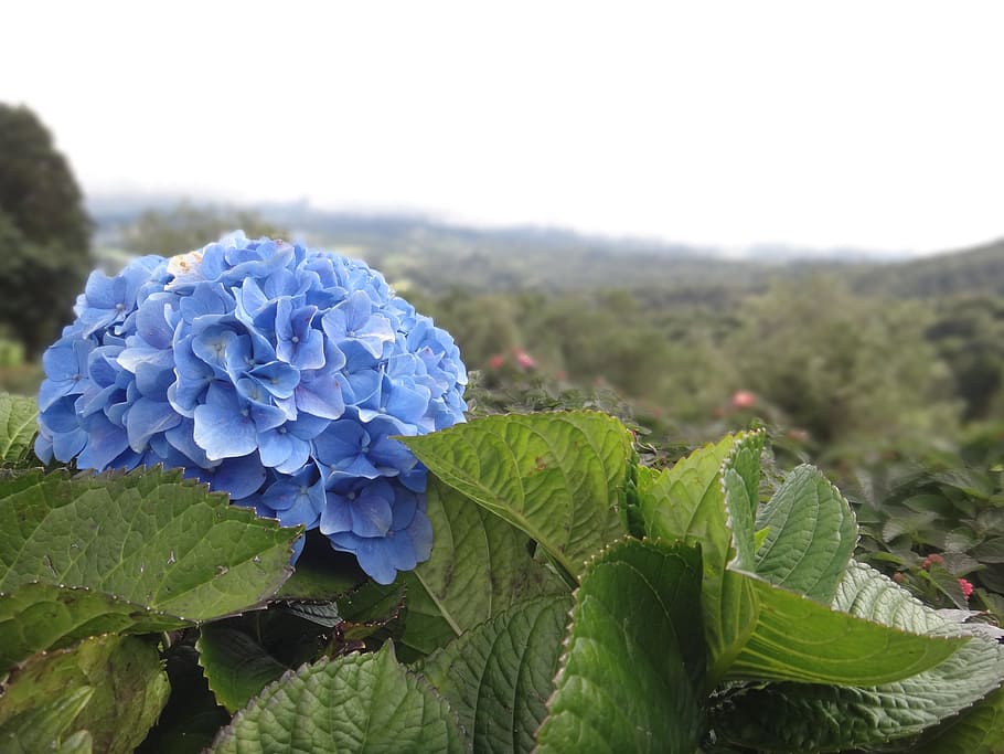 HD wallpaper: Hydrangea, Flower, blue, tiefenschärfe, blossom, bloom,  nature | Wallpaper Flare