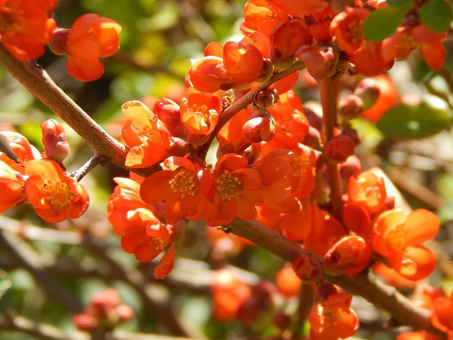 Flowers, Orange, Spring, plant, growth, nature, outdoors, freshness HD wallpaper