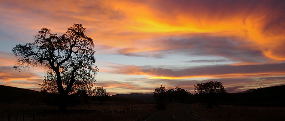 Silhouette of a Tree at Golden Hour, dawn, desert, dusk, evening HD wallpaper